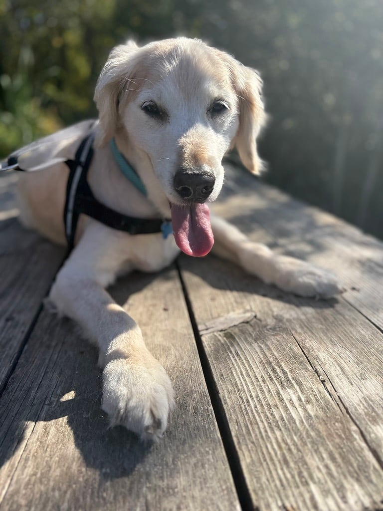 Rex, Golden Retriever senior