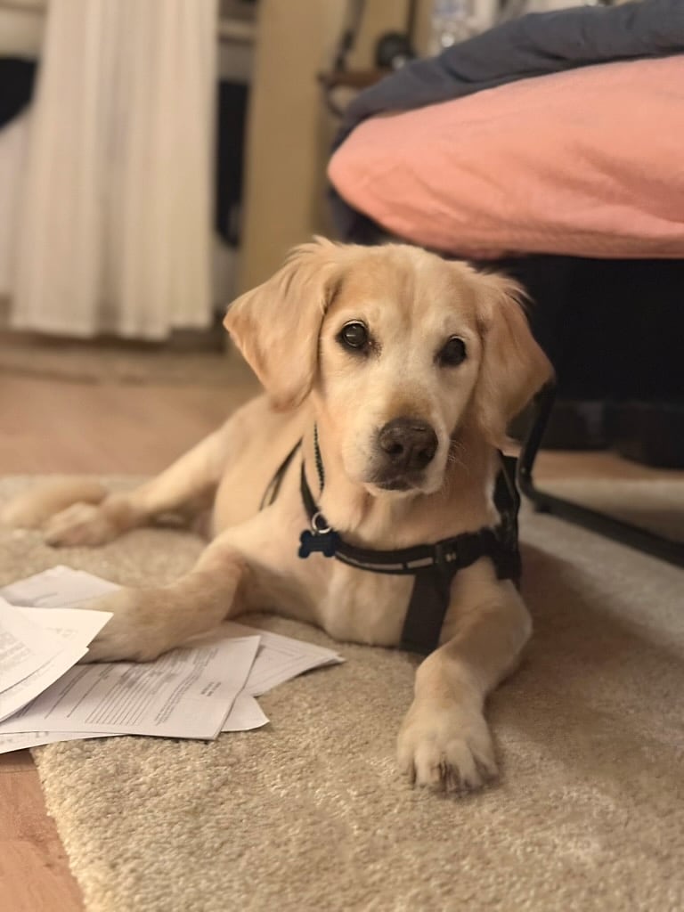 Rex, Golden Retriever senior, priveste atent in camera